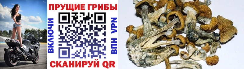 Галлюциногенные грибы прущие грибы  Слободской 